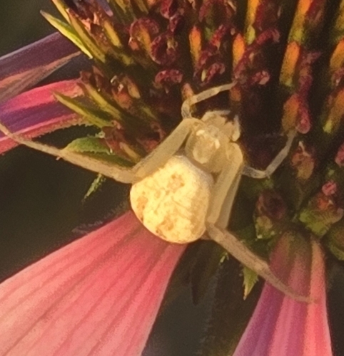 Swift Crab Spider