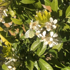 Pieris napi
