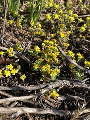 Eriophyllum multicaule