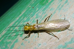Isoperlinae