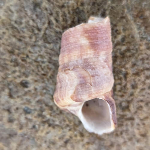 Turritella variegata, 2026-07-05