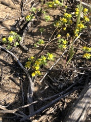 Eriophyllum multicaule