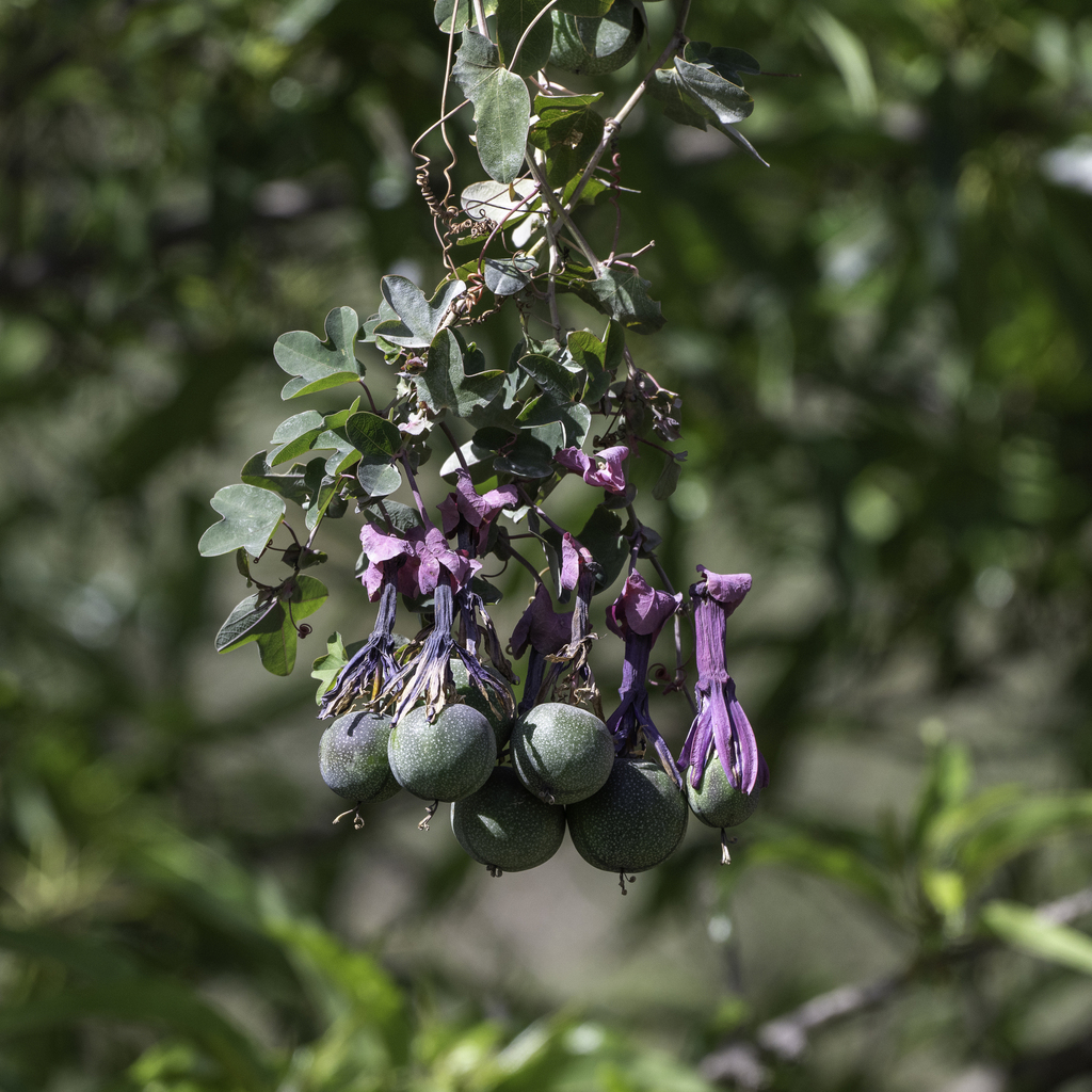 Passiflora umbilicata; photograph (c) Emily Turteltaub Nelson, some rights reserved (CC BY)