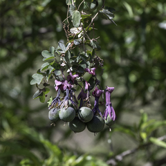 Passiflora umbilicata