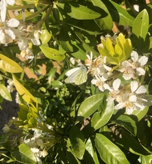 Pieris napi