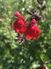 Salvia greggii