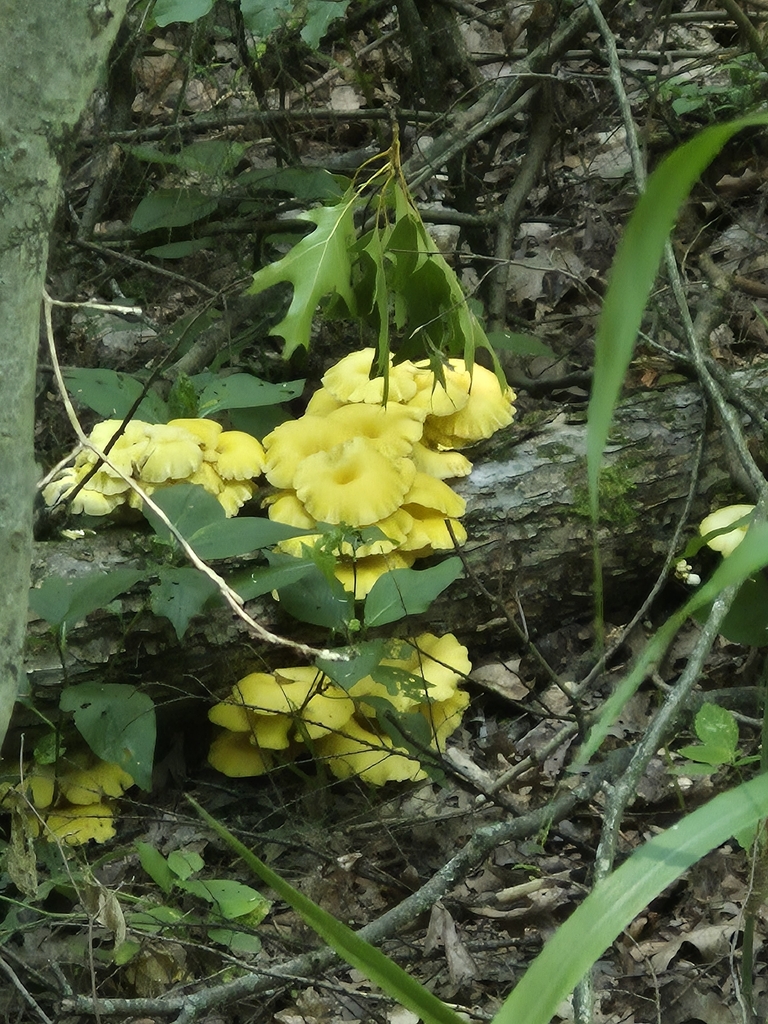 Golden Oyster Mushroom · July 2026 · photo: Photo: (c) greatlakes25, some rights reserved (CC BY) · iNaturalist