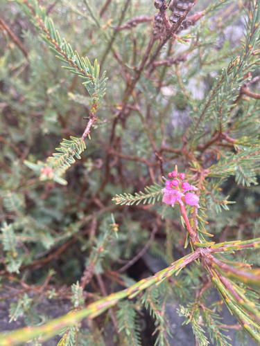 Melaleuca decussata