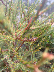 (c) krumpianking, some rights reserved (CC BY) Melaleuca decussata, photograph (c) krumpianking, some rights reserved (CC BY)