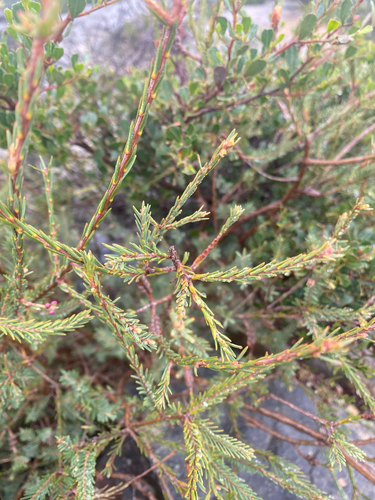 Melaleuca decussata, photograph 3
