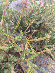 (c) krumpianking, some rights reserved (CC BY) Melaleuca decussata, photograph (c) krumpianking, some rights reserved (CC BY)