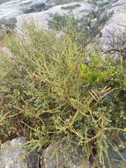 (c) krumpianking, some rights reserved (CC BY) Melaleuca decussata, photograph (c) krumpianking, some rights reserved (CC BY)