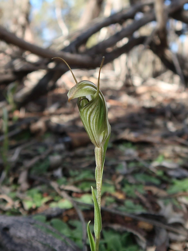 Pterostylis scabra
