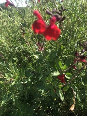 Salvia greggii