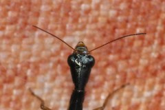Raphidia ophiopsis