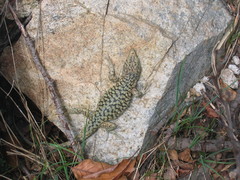 Archaeolacerta bedriagae