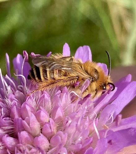 Common Pantaloon Bee