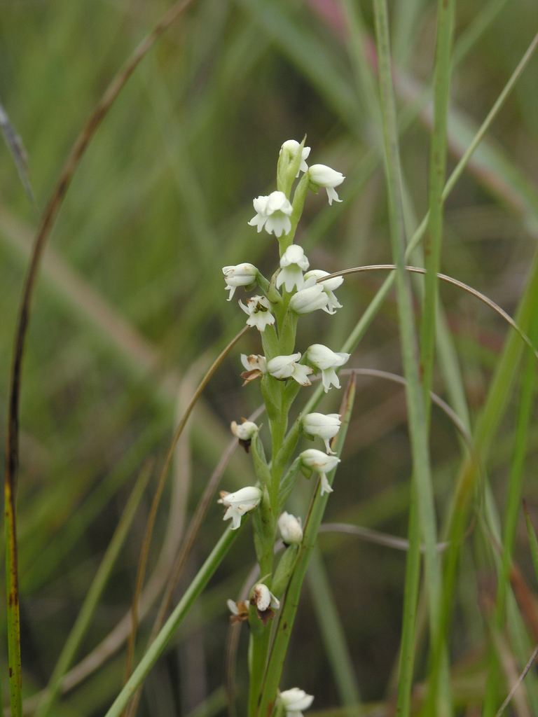 Peristylus lacertiferus