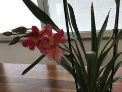 Luzula novae-cambriae