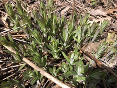 Veronicastrum virginicum