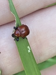Homoeolabus analis