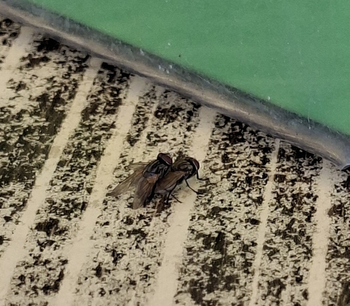 Common House Fly