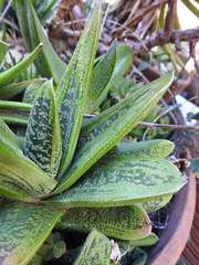 Gasteria