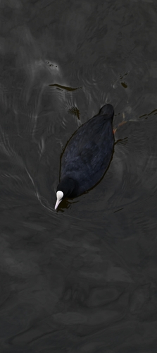 Eurasian Coot
