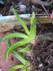 Glottiphyllum