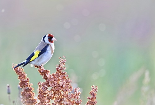 European Goldfinch