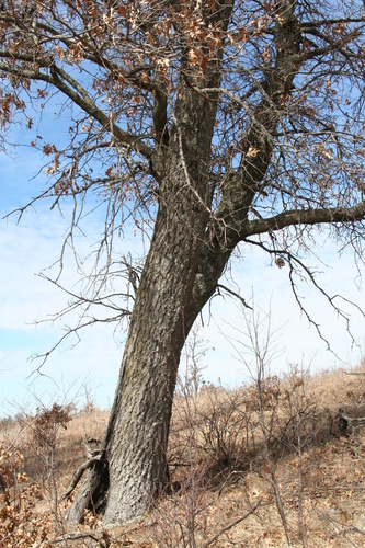 northern pin oak