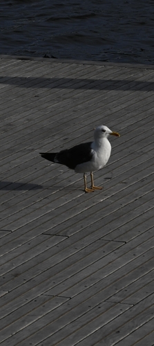 Lesser Black-backed Gull