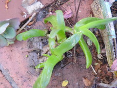 Glottiphyllum