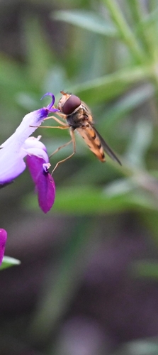 Marmalade Hover Fly