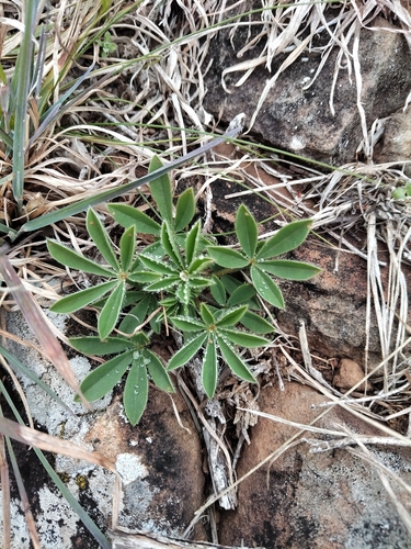 Lupinus gibertianus