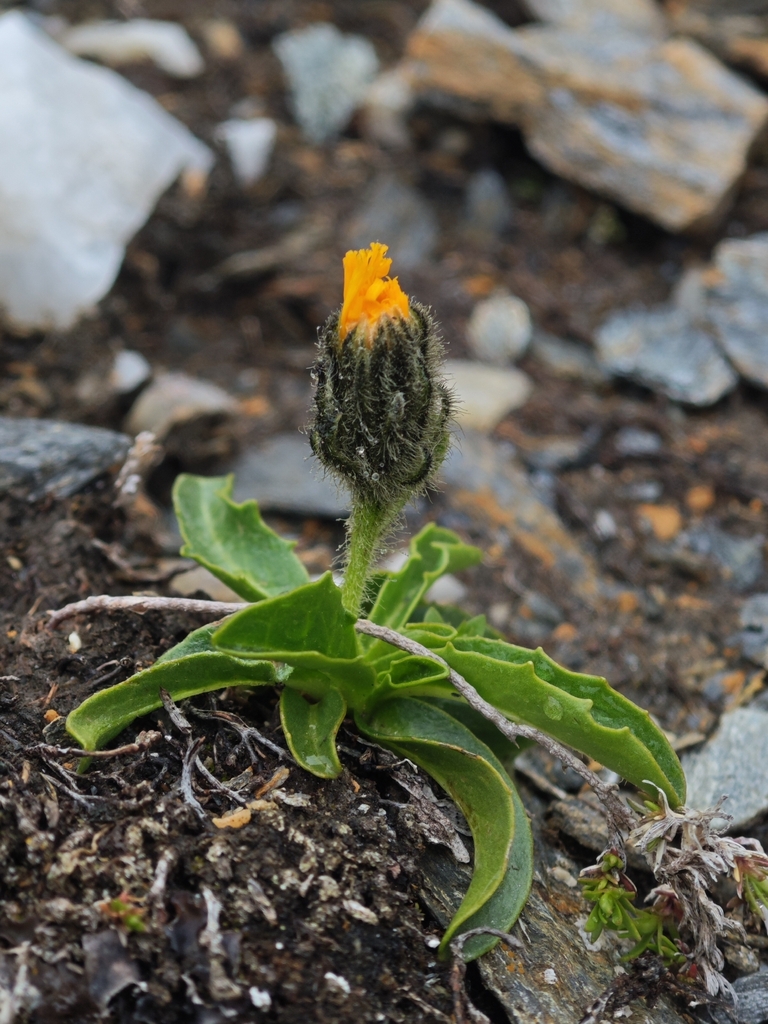 Crepis rhaetica