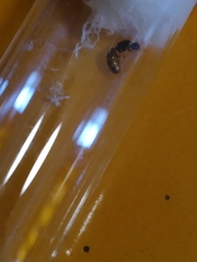 Solenopsis punctaticeps