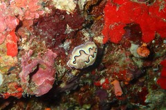 Goniobranchus coi