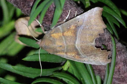 Herald Moth
