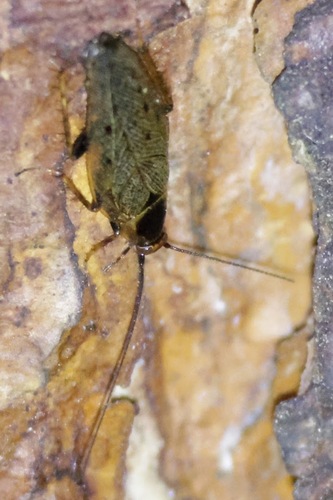 Dusky Cockroach
