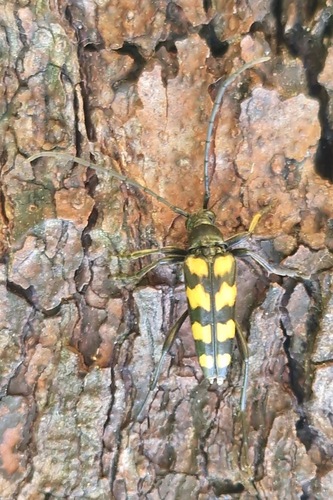 four-banded longhorn beetle