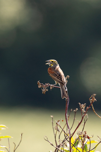 Dickcissel