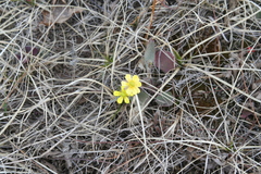Ranunculus rhomboideus