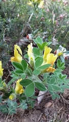 Chamaecytisus hirsutus