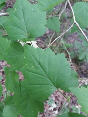 Crataegus iracunda