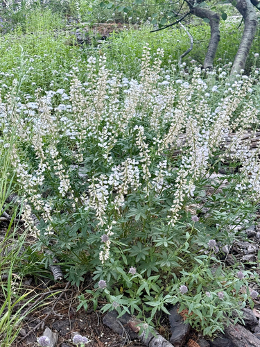 Lupinus arbustus observed 2026-07-04