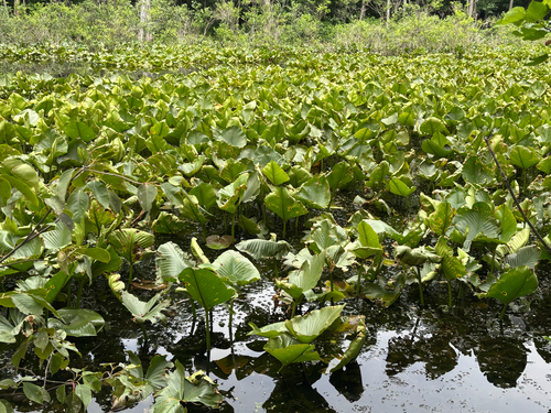 iNaturalist observation photo of spatterdock
