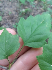 Crataegus iracunda