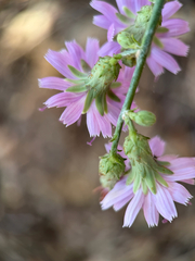 Stephanomeria cichoriacea, photograph (c) klicklo, some rights reserved (CC BY)