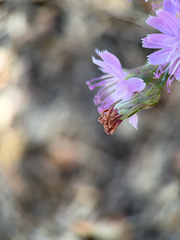 Stephanomeria cichoriacea, photograph (c) klicklo, some rights reserved (CC BY)